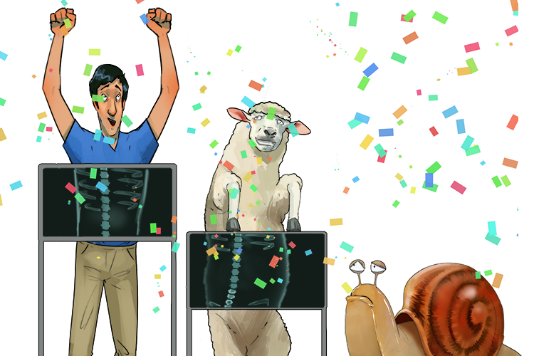 We stood up vertically and celebrated (vertebrates) the fact that we had backbones